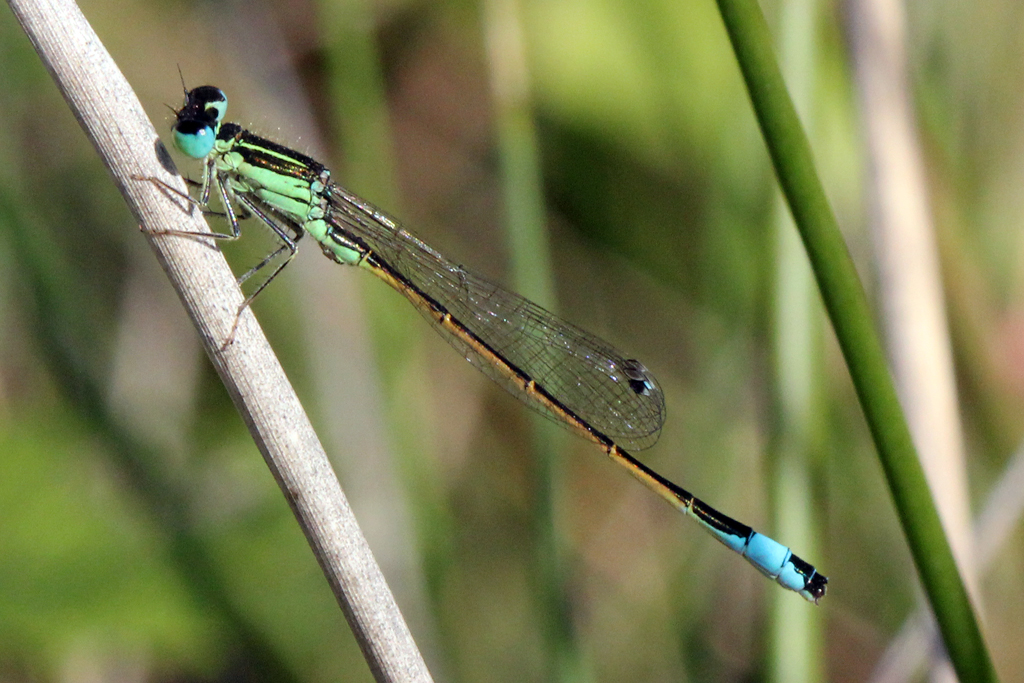 Ischnura graellsii